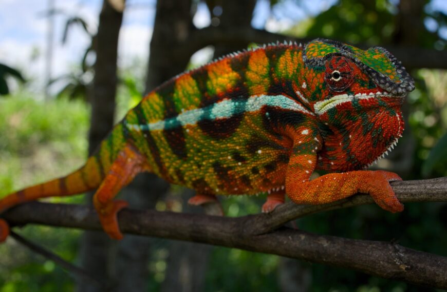 野生のカメレオンの探し方4選!