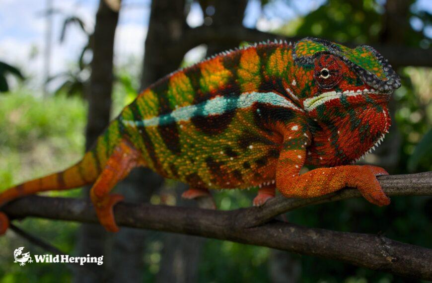 How to Find Wild Chameleons: 4 Proven Methods for Herping in Madagascar