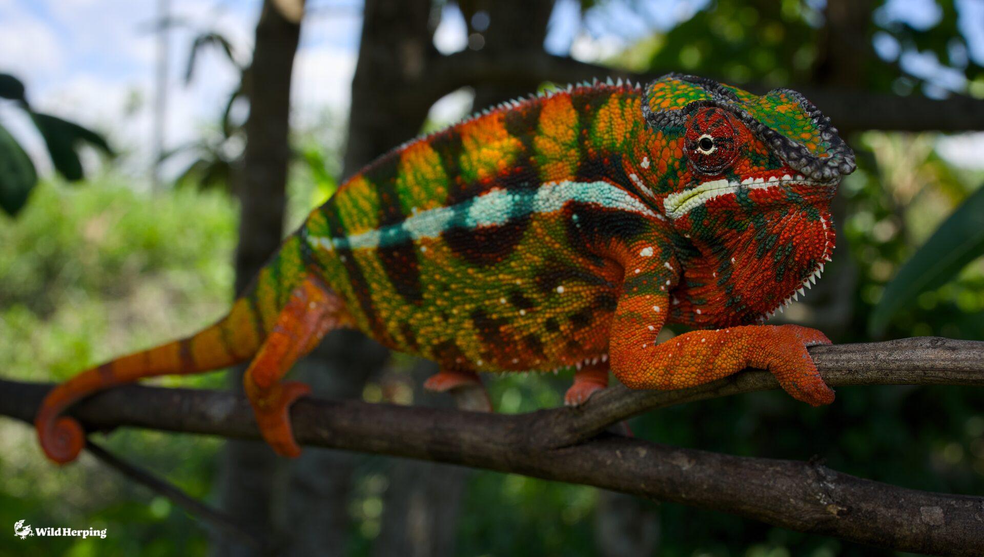 Vividie Chameleon オレンジ カメレオン 生物 Vividie Chameleon