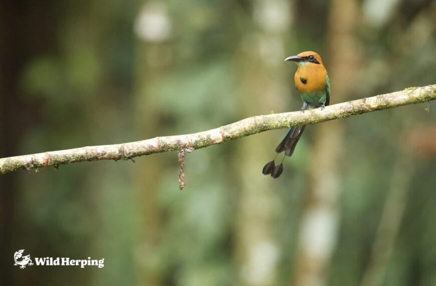 パナマ バードウオッチングエクスペディションレポート②
