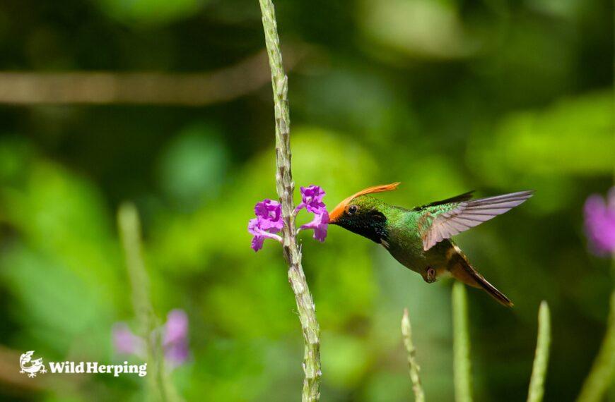 パナマ バードウオッチングエクスペディションレポート①