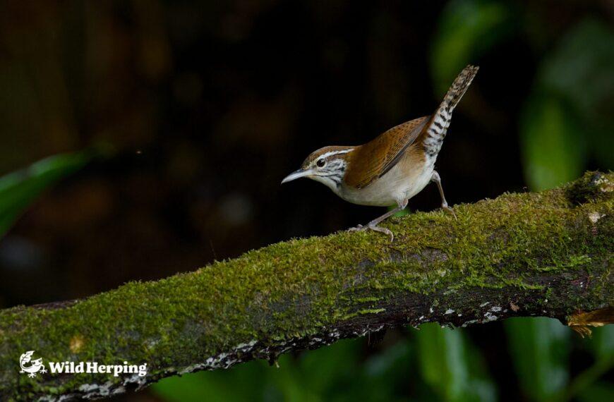 Panama Birdwatching Expedition Report ②