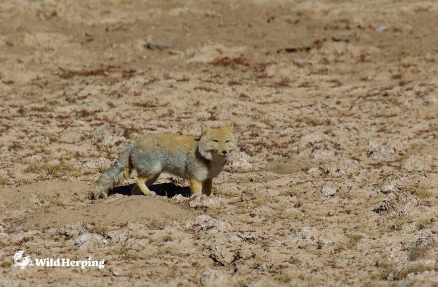 チベットワイルドライフエクスペディションレポート｜その１