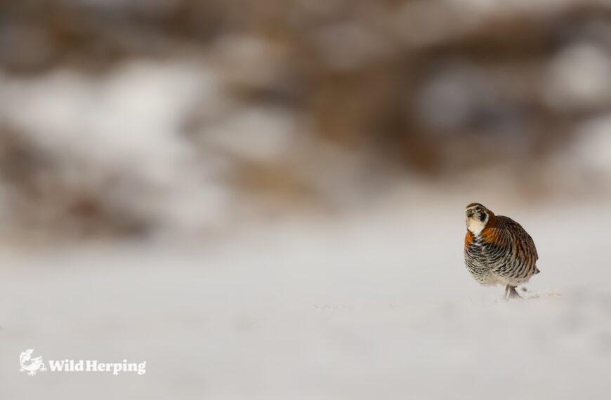 チベットワイルドライフエクスペディションレポート|その2