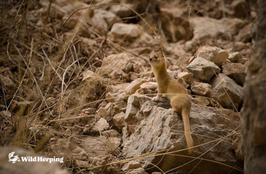 Tibetan Wildlife Expedition report | Part 1