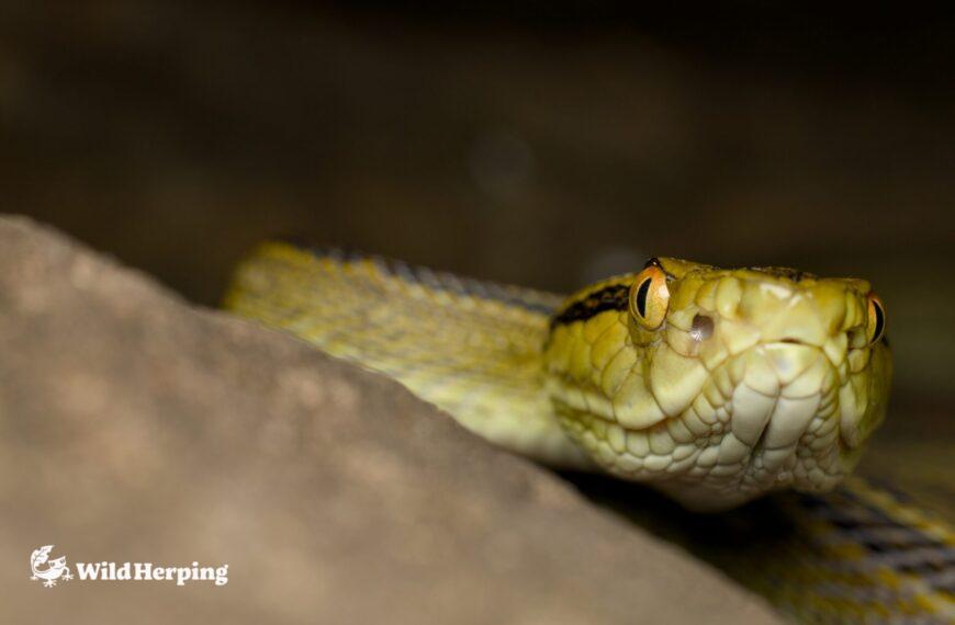 Habu Morphs of the Ryukyu Islands | Okinawa Herping Japan