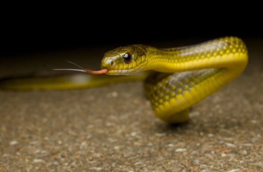 Ryukyu Green Snake Morphs | Herping Okinawa & the Ryukyu Islands, Japan