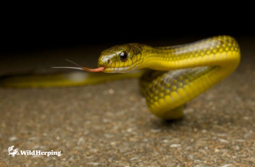 Ryukyu Green Snake Morphs | Herping Okinawa & the Ryukyu Islands, Japan