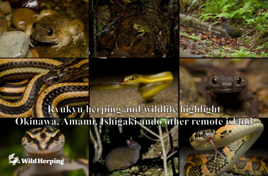 Okinawa and Amami Herping | Wildlife of the Ryukyu Islands, Japan