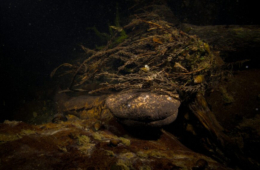 Giant Salamander Tour Japan | See the Giant Salamanders in Kyoto