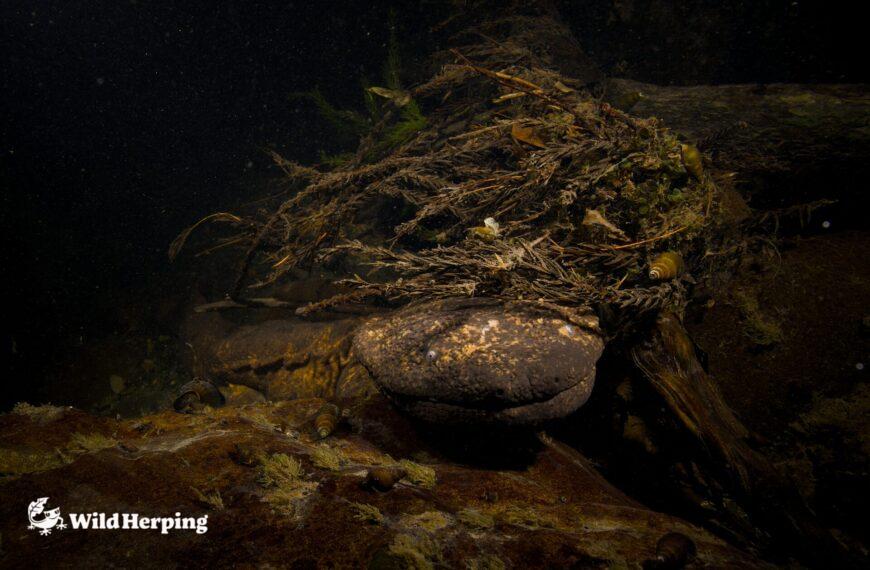 Giant Salamander Tour Japan | See the Giant Salamanders in Kyoto