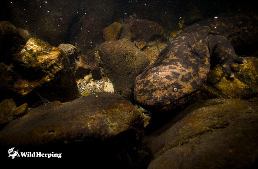 Responsible Herping in Japan: How to Enjoy Wildlife Without Harming It