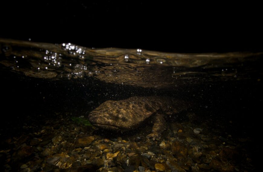 The Ultimate Guide to Seeing Japanese Giant Salamanders in the Wild (2026)