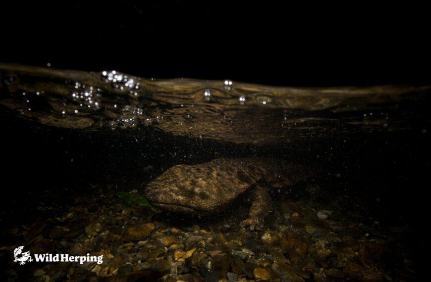 The Ultimate Guide to Seeing Japanese Giant Salamanders in the Wild (2026)