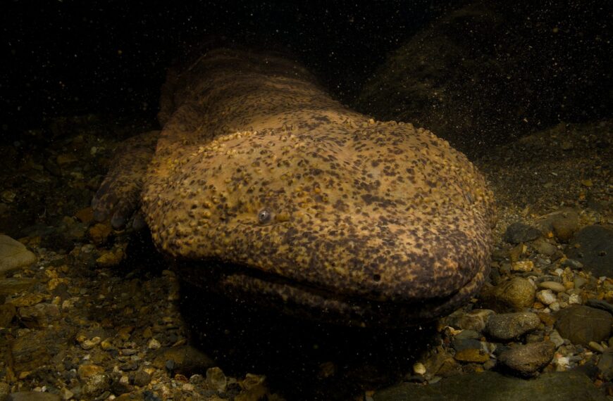 Best Places to See Japanese Giant Salamanders in Kyoto (Local Guide)