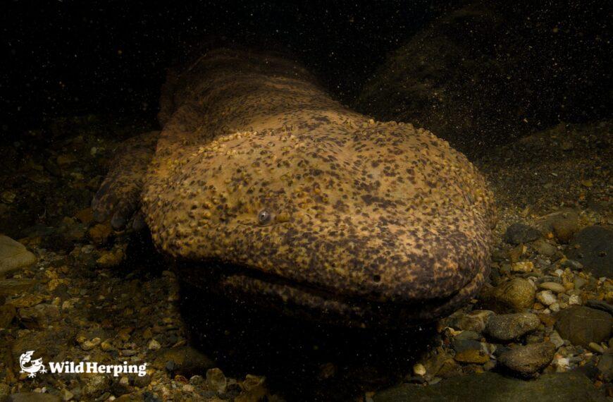 Best Places to See Japanese Giant Salamanders in Kyoto (Local Guide)