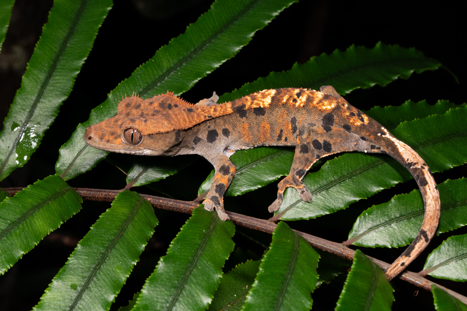 Correlophus ciliatus Juv Rivière Bleue_DSC2783