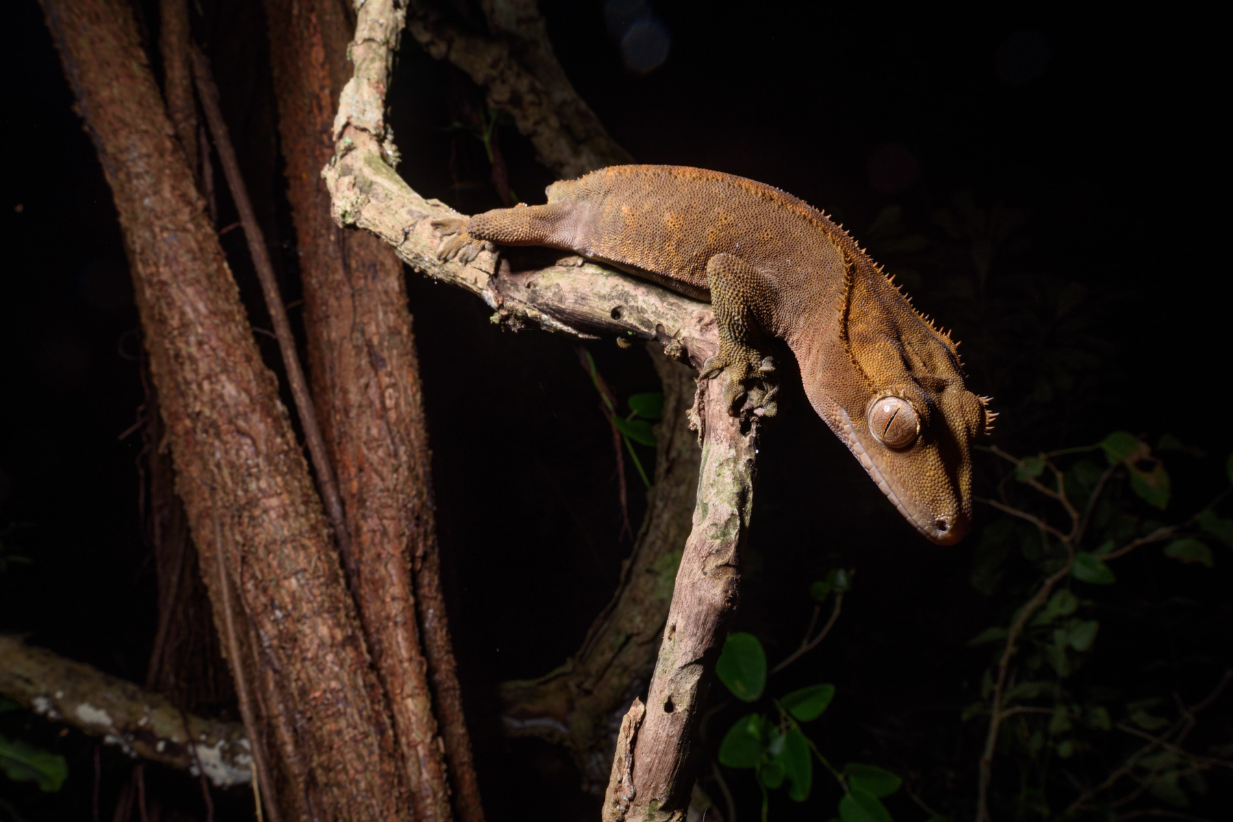 Correlophus ciliatus_IdP__DSC3218