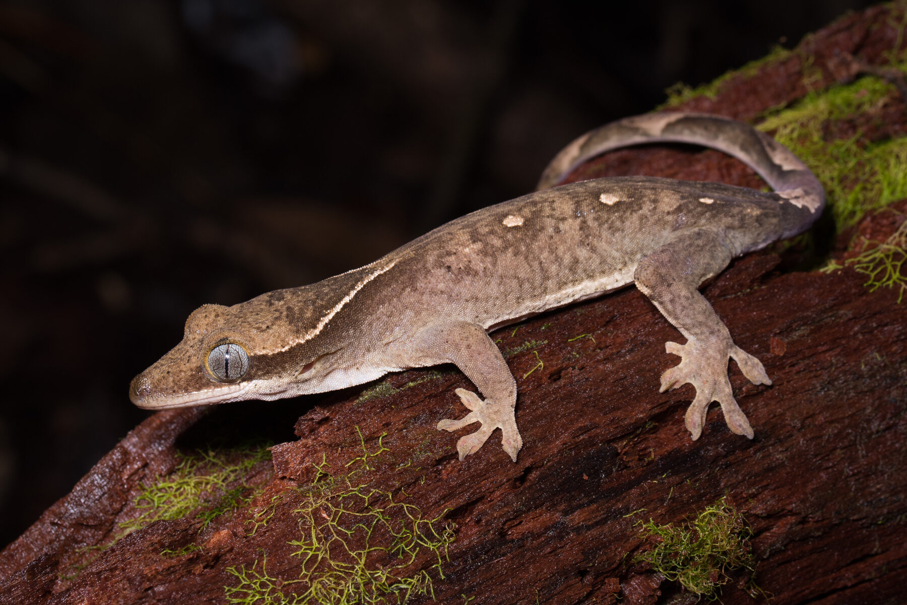 Correlophus sarasinorum