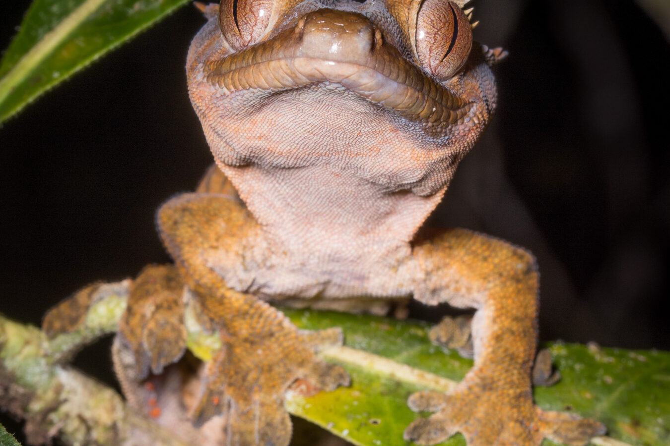 Regard cilié