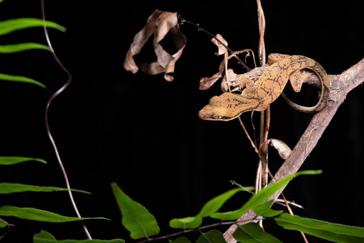 Correlophus sarasinorum