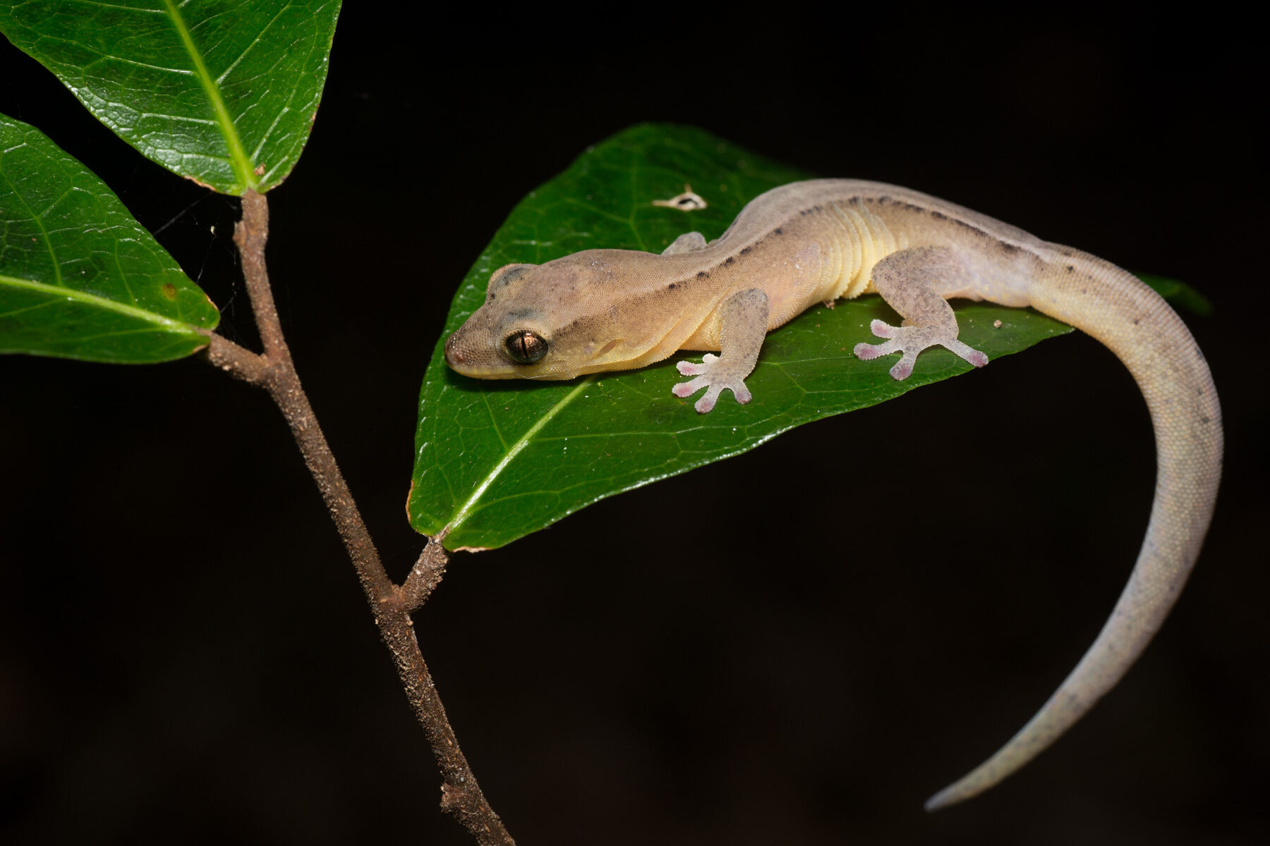 Dierogekko nehoueensis
