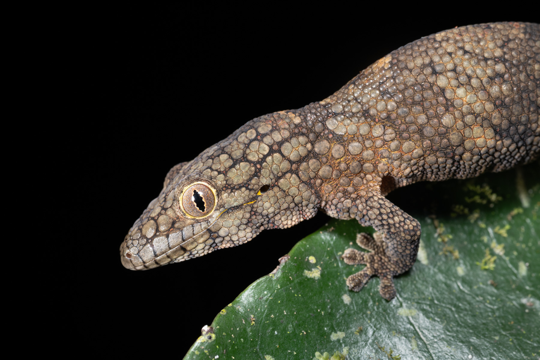 Eurydactylodes vieillardi Tchamba_DSC3050