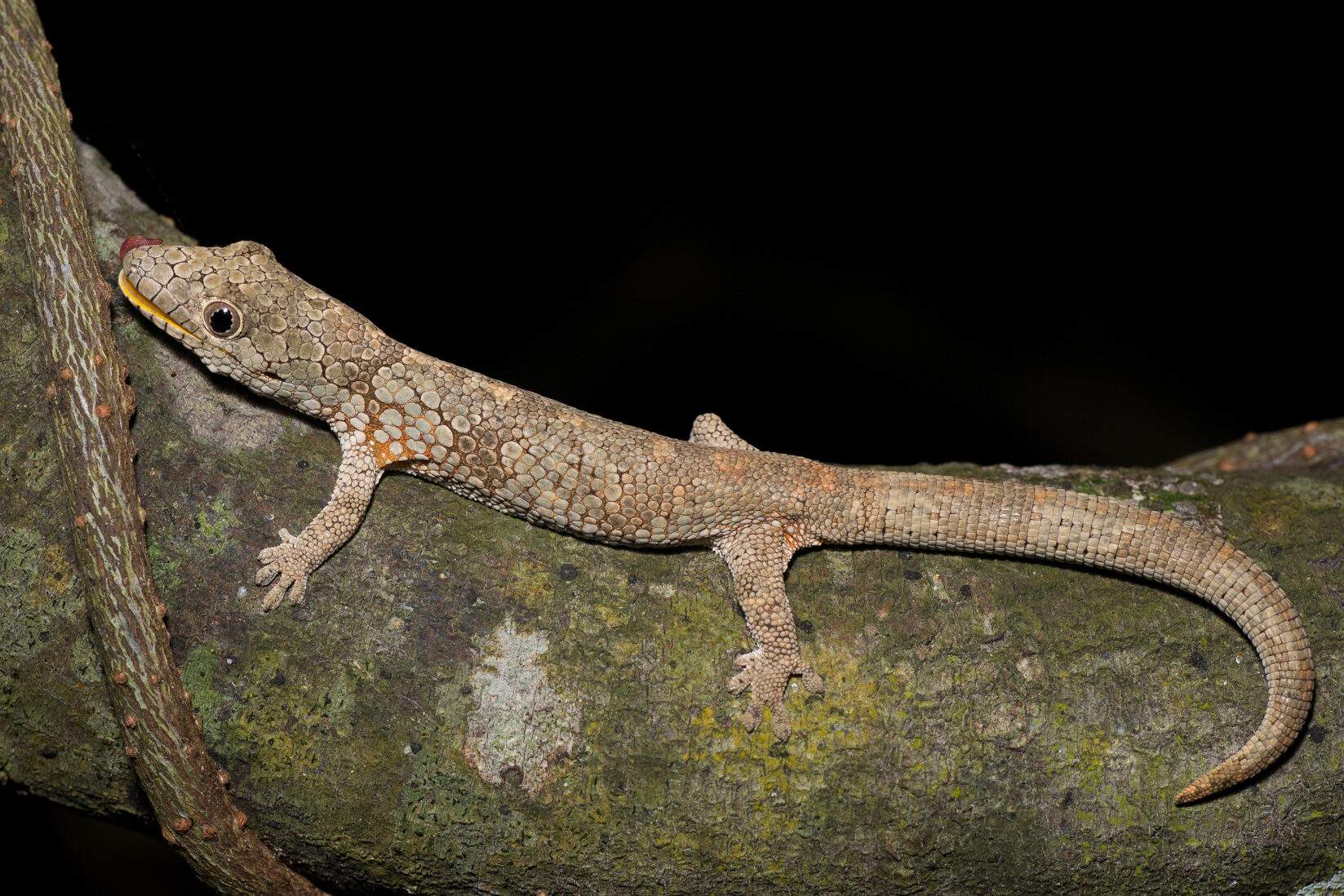 Eurydactylodes vieillardi_DSC5443