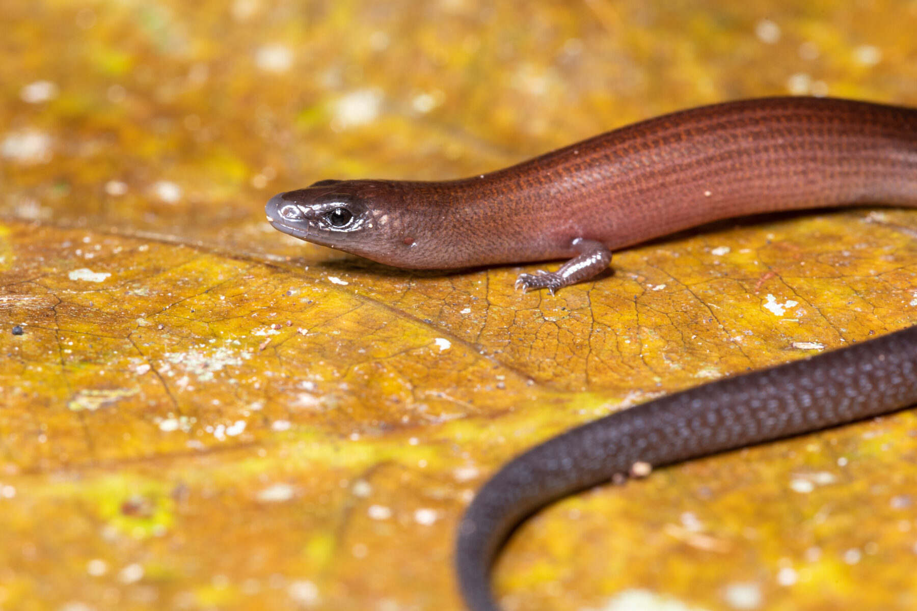 Graciliscincus shonae_FAd_44mm_Koghis_DSC2922