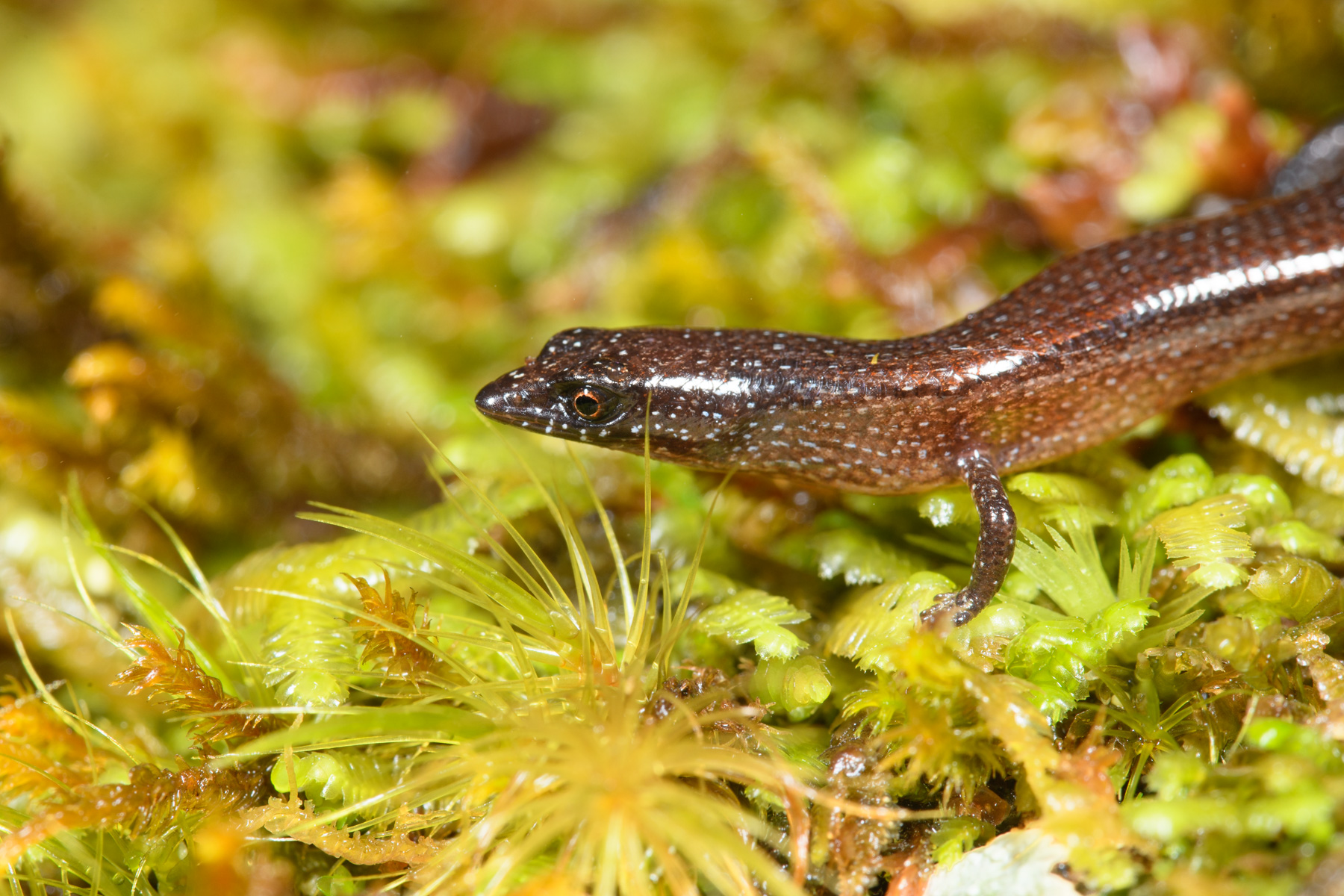 Nannoscincus fuscus