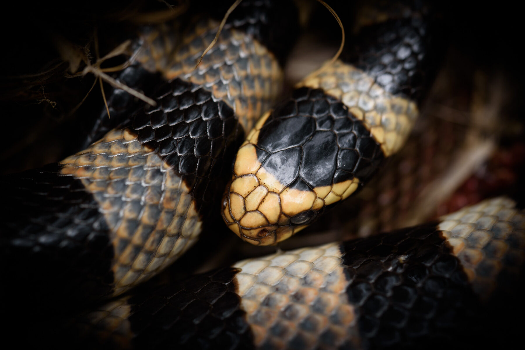 New Caledonian Sea Krait