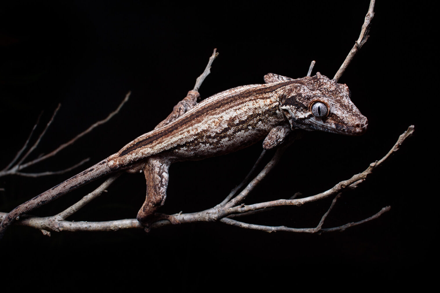 Rhacodactylus auriculatus_DSC3573