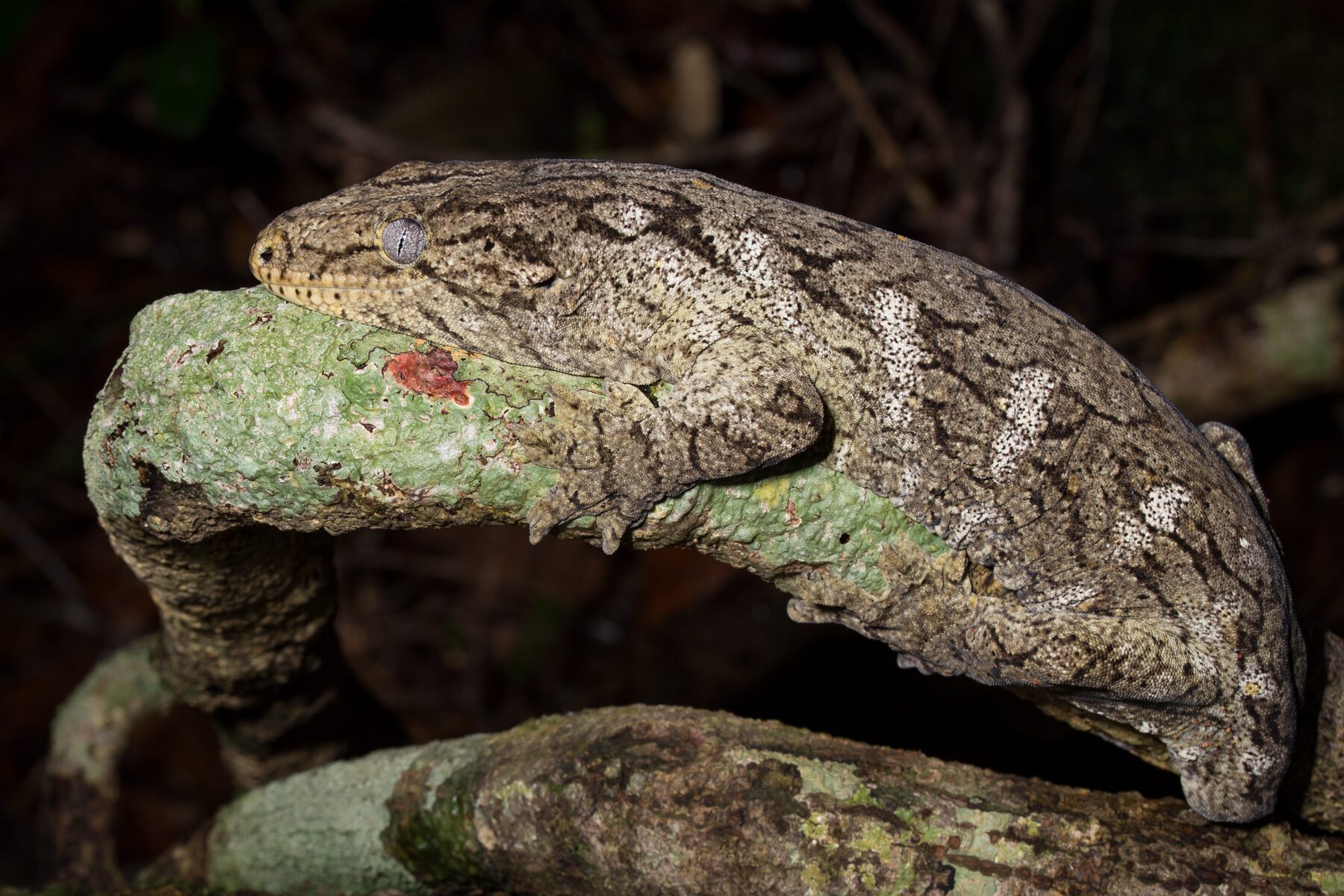 Rhacodactylus leachianus