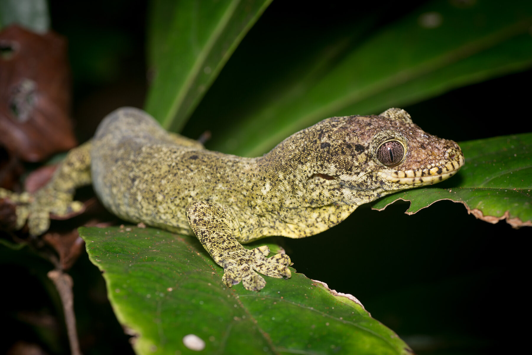 Rhacodactylus trachyrhynchus