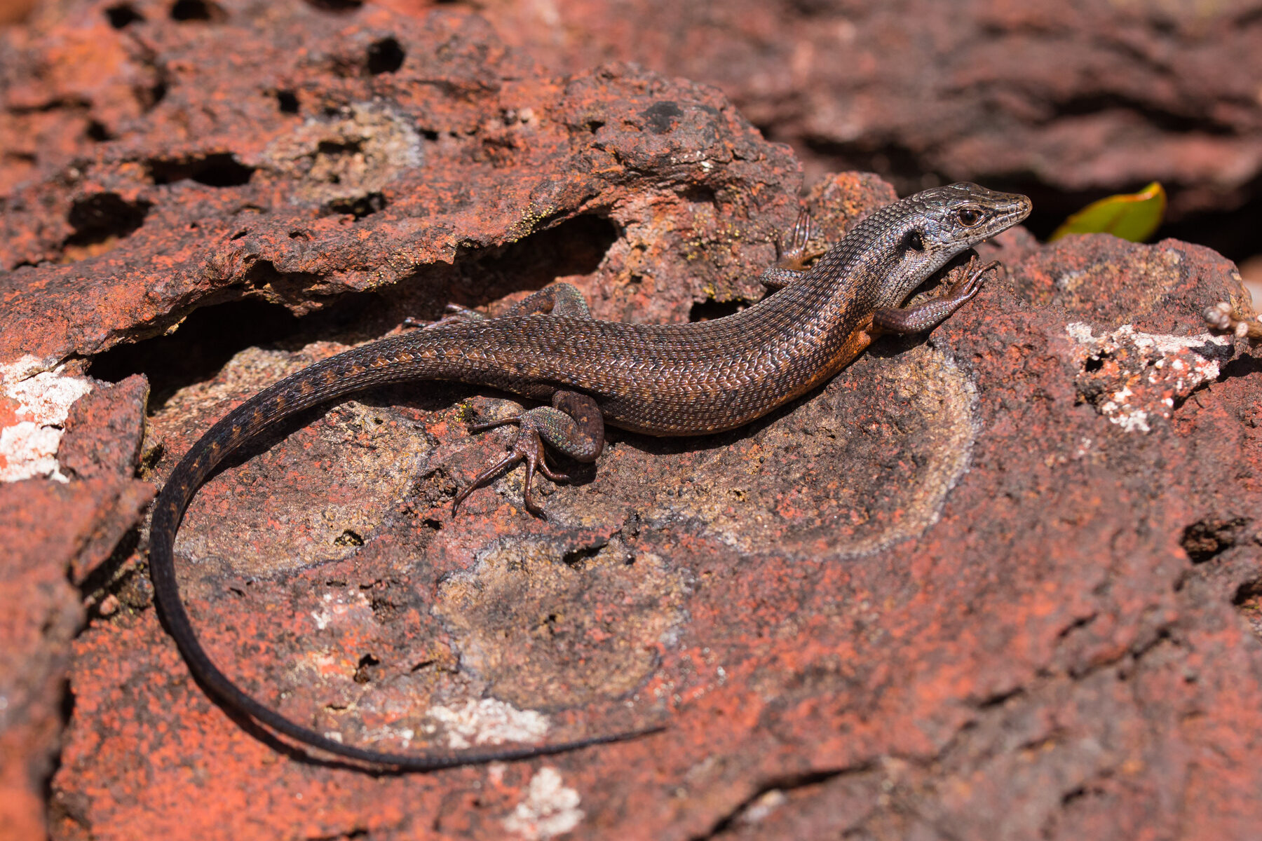 Tropidoscincus variabilis_DSC6675