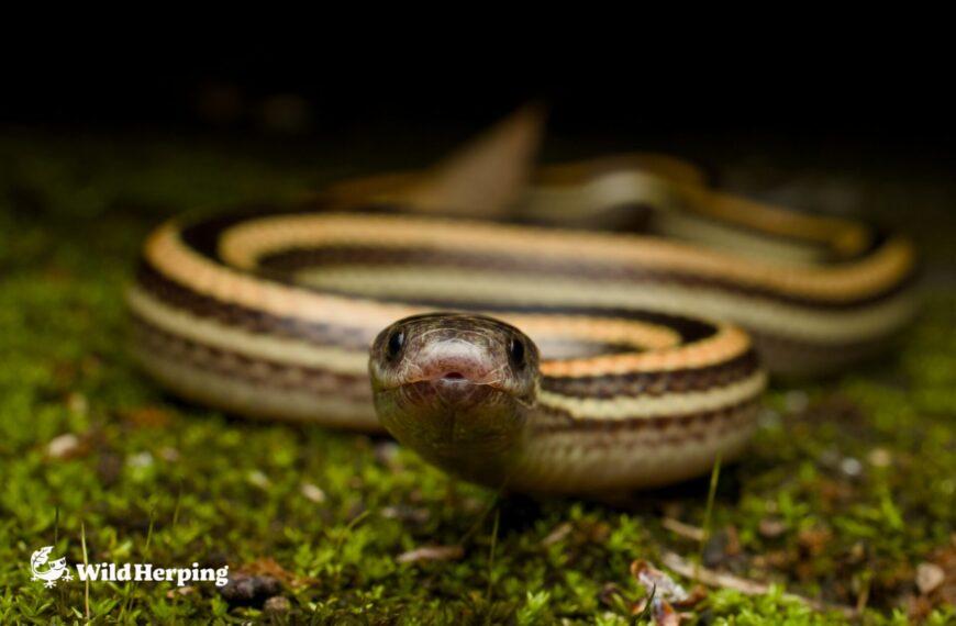 Two Japanese Coral Snake Subspecies of Okinawa: Why Island-Hopping Matters